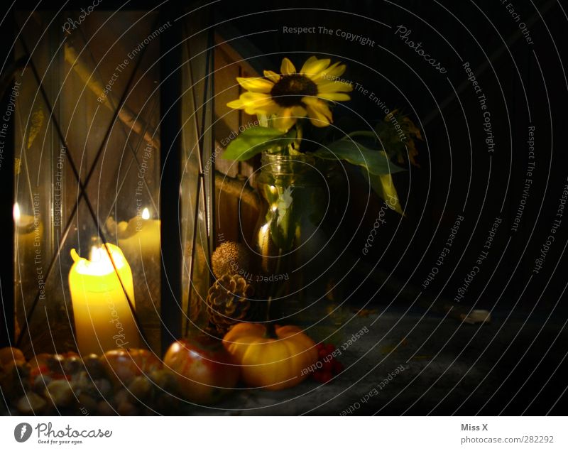 autumn I Food Apple Nutrition Feasts & Celebrations Thanksgiving Hallowe'en Autumn Flower Blossom Illuminate Dark Sunflower Pumpkin Pumpkin time Candlelight