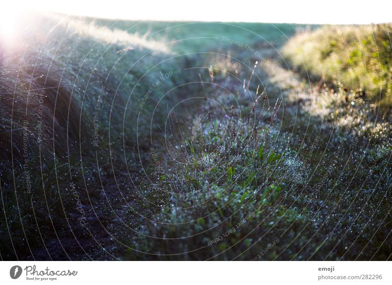 1302 Dew drops Environment Nature Landscape Plant Autumn Rain Grass Meadow Field Wet Natural Colour photo Exterior shot Close-up Morning Dawn Light Shadow