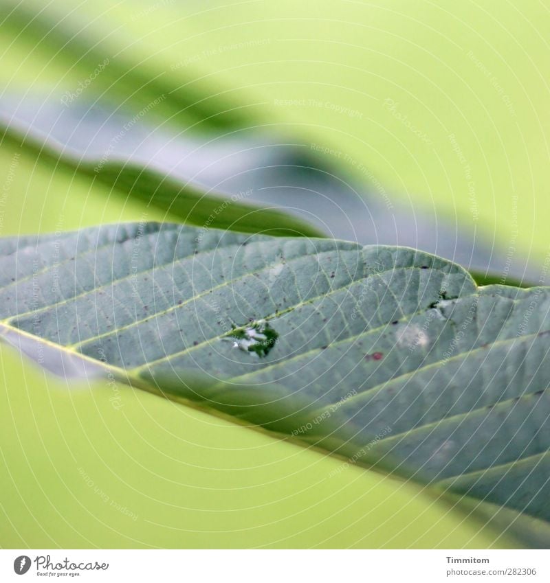 Seating | For small animals Environment Nature Plant Leaf Drop Esthetic Simple Natural Green Calm Rachis Line Colour photo Subdued colour Exterior shot Close-up