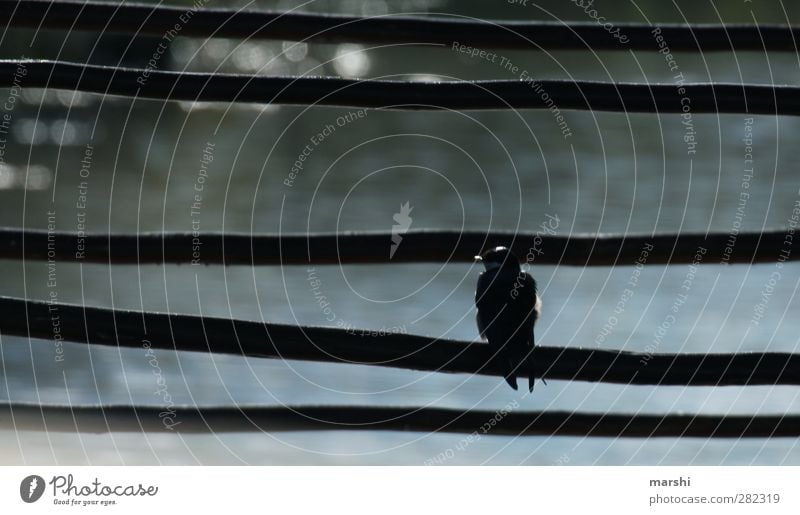 Seat opportunity short break after long way Animal Bird Wing 1 Blue Black Water Lake Swallow Colour photo Exterior shot Day Light Shadow Silhouette Back-light