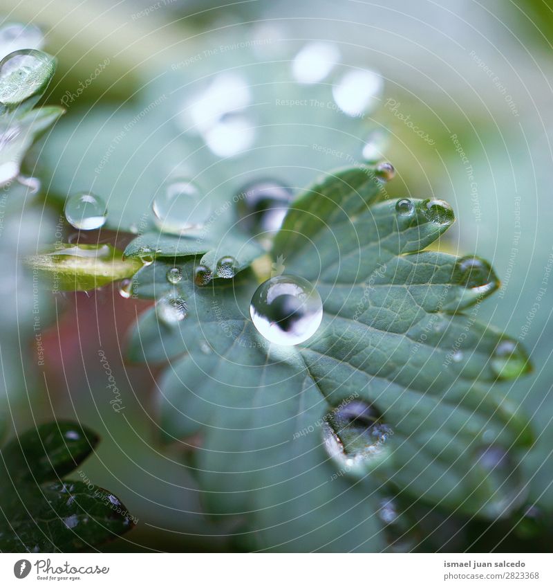 drops on the green leaf Plant Leaf Drop Rain Glittering Bright Green Garden Floral Nature Abstract Consistency Fresh Exterior shot background Beauty Photography