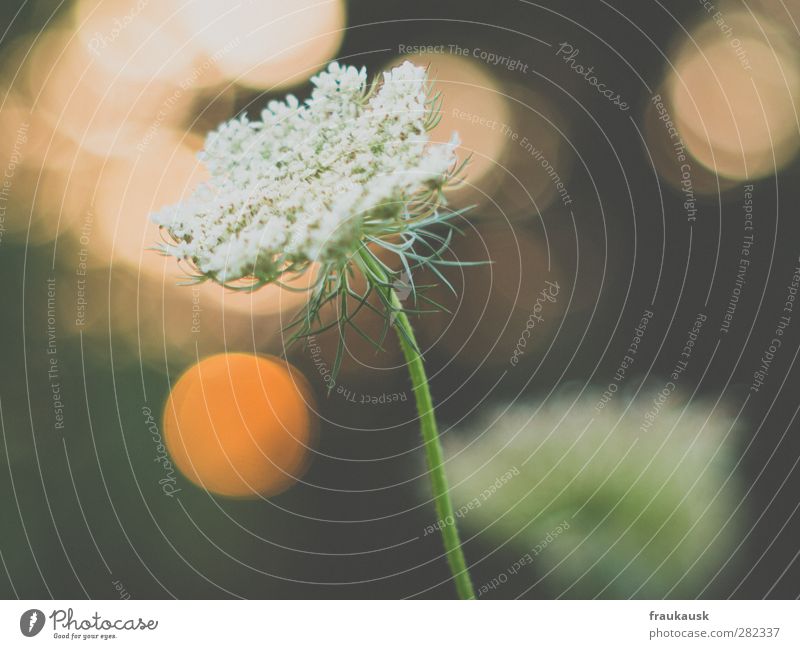 evening mood Garden Plant Flower Grass Blossom Joy Happy Contentment Beautiful Blur Sunlight Exterior shot Available Light Subdued colour Close-up Deserted