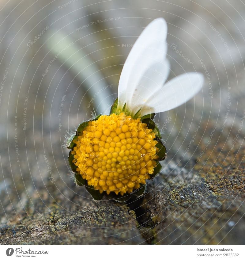 daisy flower plant Flower Daisy Family White Blossom leave Plant Garden Floral Nature Decoration romantic Beauty Photography Fragile background Spring Summer