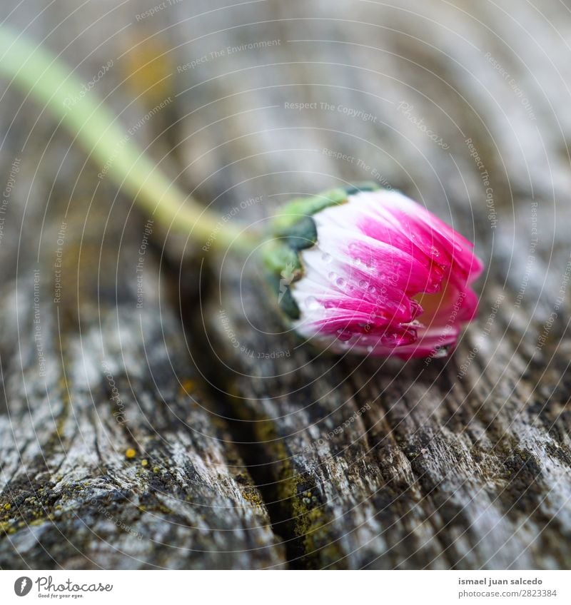 daisy flower plant Flower Daisy Family White Blossom leave Plant Garden Floral Nature Decoration romantic Beauty Photography Fragile background Spring Summer