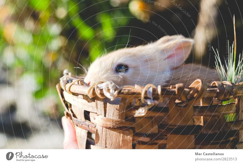 Rabbit in wooden basket Happy Summer Sun Easter Nature Landscape Animal Spring Grass Garden Pet Farm animal Wild animal 1 Friendliness Beautiful Cuddly Small