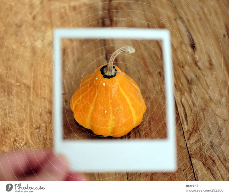 Pumpkin season II Food Vegetable Nutrition Eating Orange Pumpkin time Pumpkin plants Polaroid Bicycle frame Frame Wooden table Edible Hallowe'en Colour photo