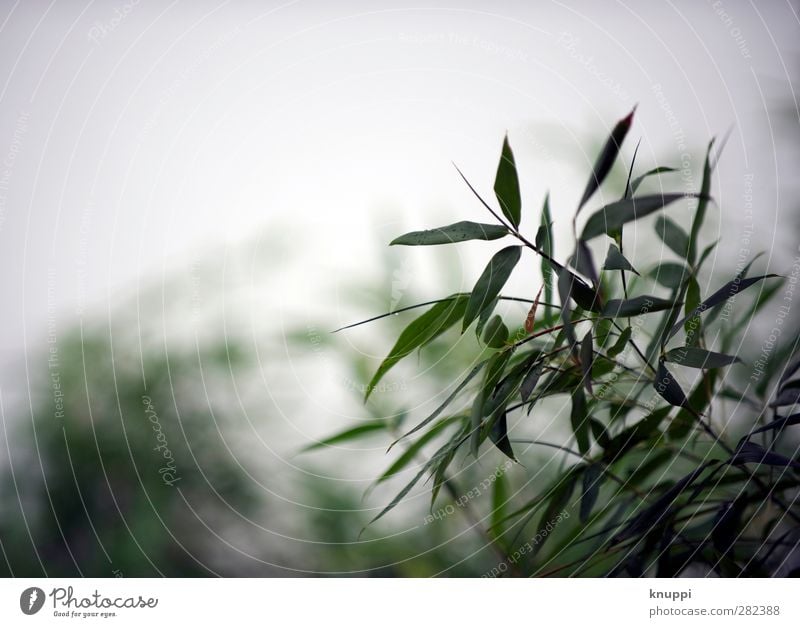 Bamboo Garden Environment Nature Plant Air Water Drops of water Clouds Sunlight Autumn Bad weather Rain Grass Bushes Leaf Foliage plant Exotic Park Large