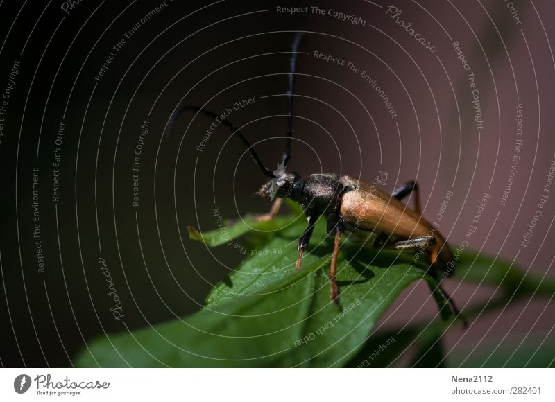 Seating for light-weight creatures... Nature Plant Animal Summer Autumn Leaf Forest Beetle 1 Dark Small Gold Green topic day Colour photo Exterior shot Close-up