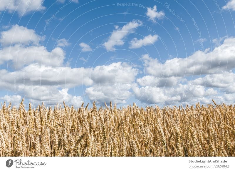 Golden wheat field under blue sky Beautiful Harmonious Calm Summer Culture Environment Nature Landscape Plant Sky Clouds Horizon Meadow Growth Bright Natural