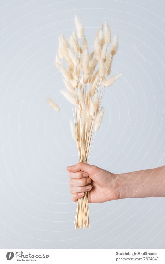 Hand holding a bouquet of grass ears Beautiful Skin Cosmetics Human being Woman Adults Arm Fingers Environment Nature Plant Flower Grass Bouquet Natural Wild