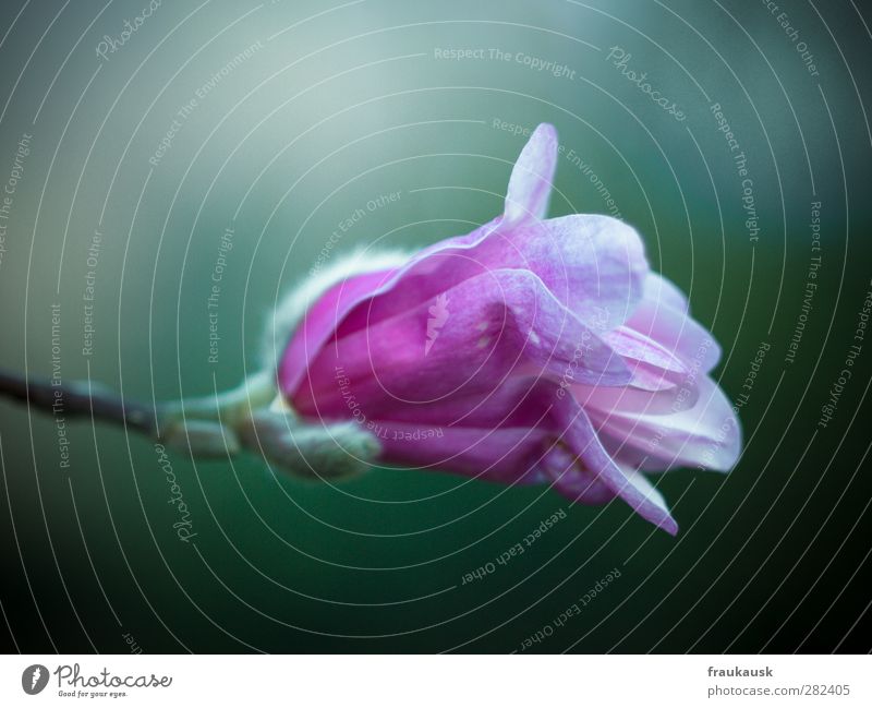 pink Nature Plant Spring Blossom Garden Pink Beautiful Contentment Magnolia blossom Bud Available Light Delicate Multicoloured Exterior shot Close-up Detail