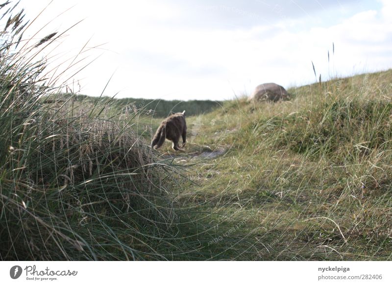 I'm gonna go now Nature Landscape Plant Animal Sand Water Sky Summer Grass Bushes Meadow Field Cat 1 Green Grief Reluctance Longing Disappointment Loneliness