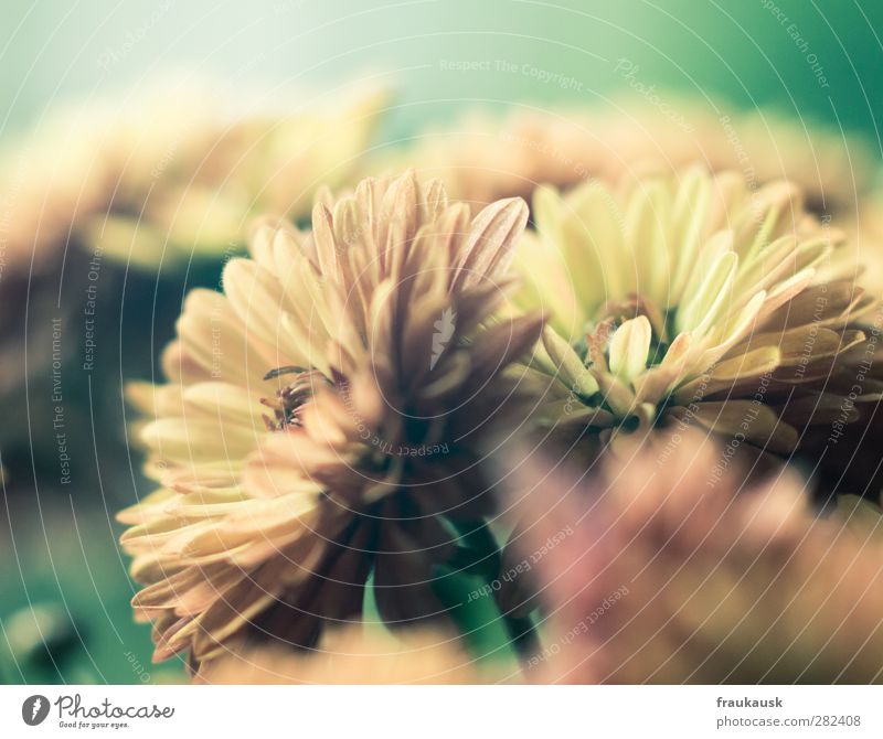 flowerpower Interior design Plant Blossom Moody Longing Chrysanthemum room flower Orange Available Light Subdued colour Interior shot Close-up