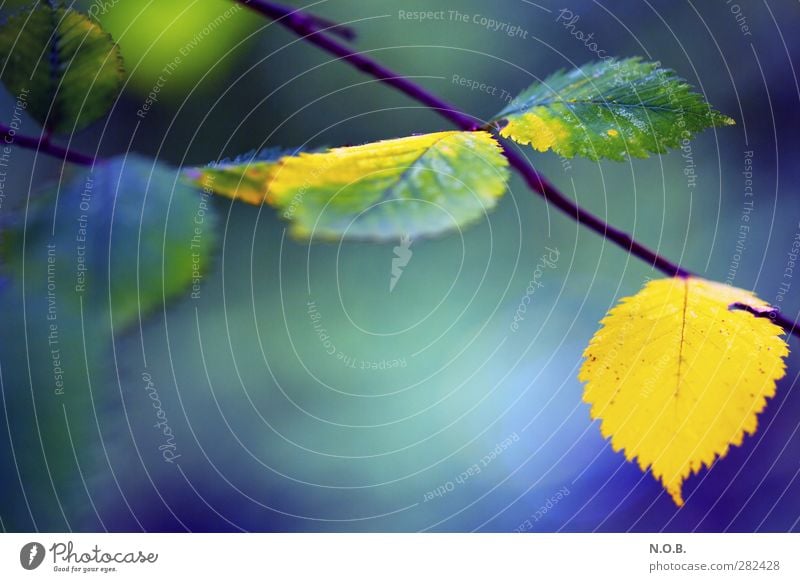 Autumnal Coloured Environment Nature Plant Leaf Hang Natural Blue Yellow Calm Life Survive Colour photo Multicoloured Exterior shot Close-up Deserted