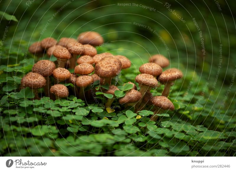 embedded in green seat for beetles Environment Nature Sunrise Sunset Sunlight Autumn Weather Beautiful weather Plant Leaf Park Forest Illuminate Stand Elegant