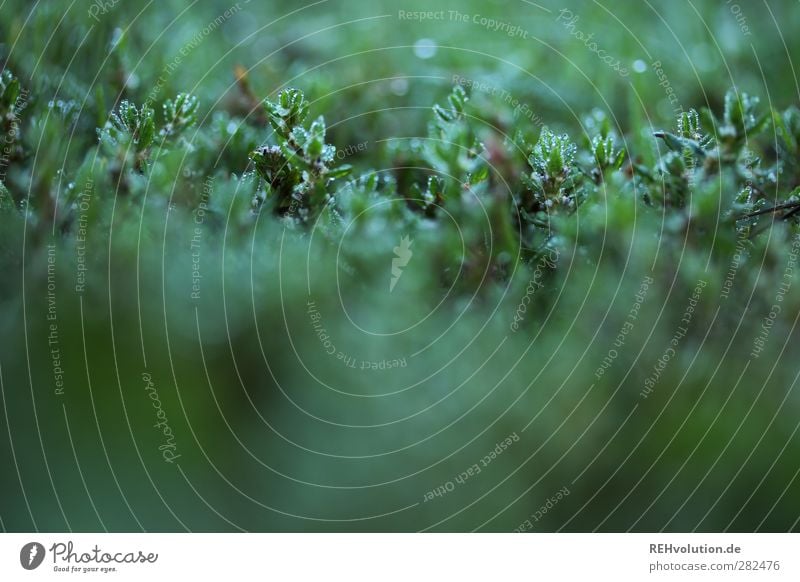 "Tiny little habitat!" Nature Plant Leaf Foliage plant Wild plant Green Colour photo Subdued colour Close-up Detail Macro (Extreme close-up) Blur