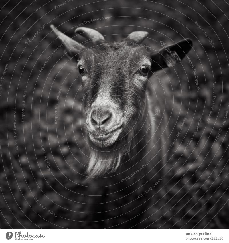 Mäh? Nature Animal Meadow Farm animal Animal face Pelt Goats He-goat Antlers 1 Observe Natural Curiosity Black & white photo Exterior shot