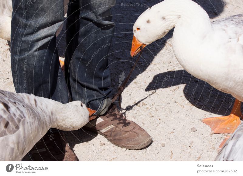 yam yam Eating Human being Legs Feet 1 Environment Nature Beautiful weather Jeans Footwear Shoelace Animal Farm animal Animal face Goose Beak 2 Feeding Astute