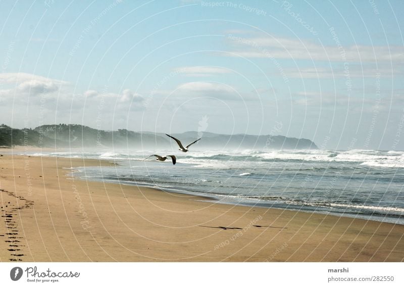 longing Nature Landscape Sand Water Sky Spring Summer Waves Coast Beach Bay Bird 2 Animal Blue Brown Ocean Seagull South Africa Far-off places Undulating