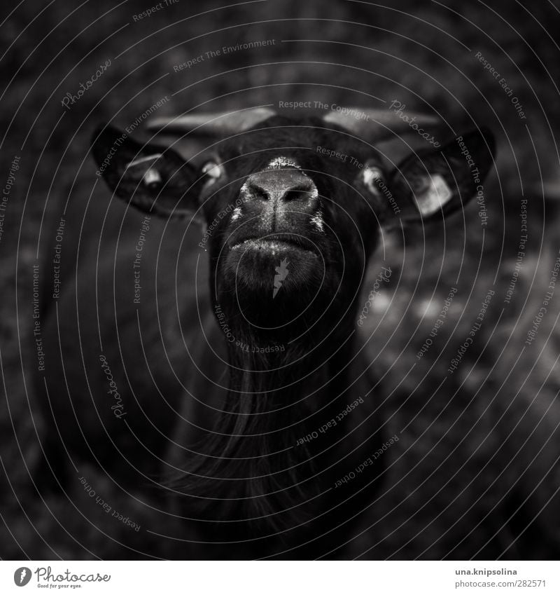 black goat Animal Field Farm animal Animal face Pelt Goats Antlers 1 Observe Funny Crazy Black Squint Looking Black & white photo Exterior shot Copy Space top