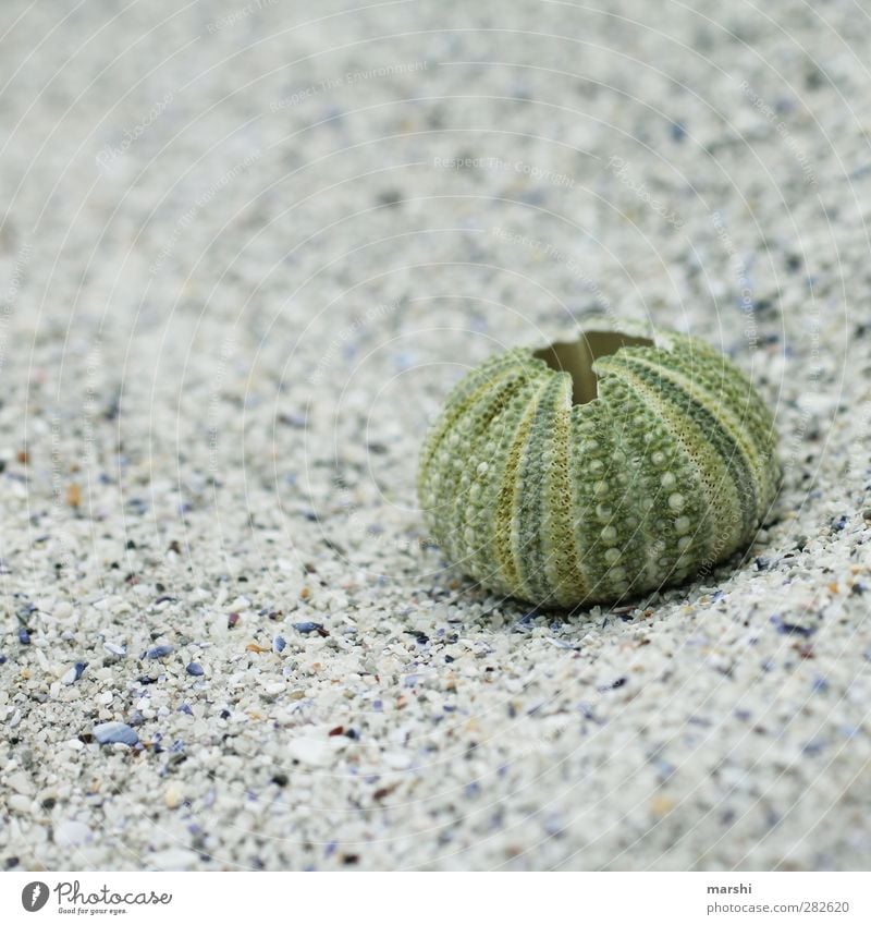 lived out Nature 1 Animal Green Sea urchin Housing Sea urchin shell Sheath Beach Flotsam and jetsam Colour photo Exterior shot