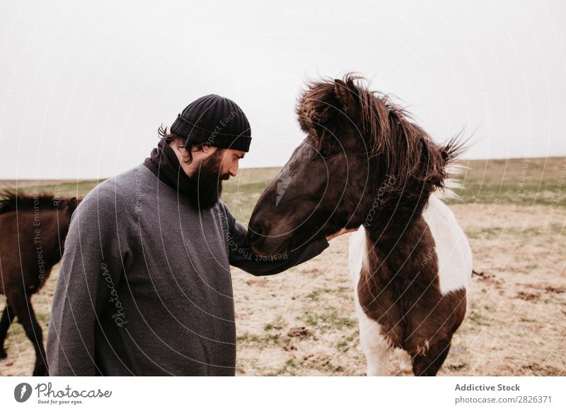 Man stroking icelandic wild horse Stroke Horse Iceland caring breeding Large-scale holdings Agriculture Caress Landscape Emotions Affection Touch Love Nature