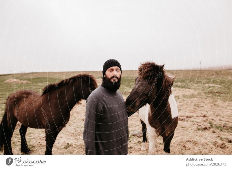 Man stroking icelandic wild horse Stroke Horse Iceland caring breeding Large-scale holdings Agriculture Caress Landscape Emotions Affection Touch Love Nature