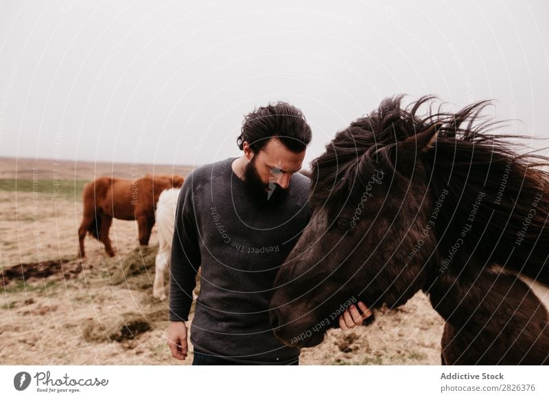 Man stroking icelandic wild horse Stroke Horse Iceland caring breeding Large-scale holdings Agriculture Caress Landscape Emotions Affection Touch Love Nature