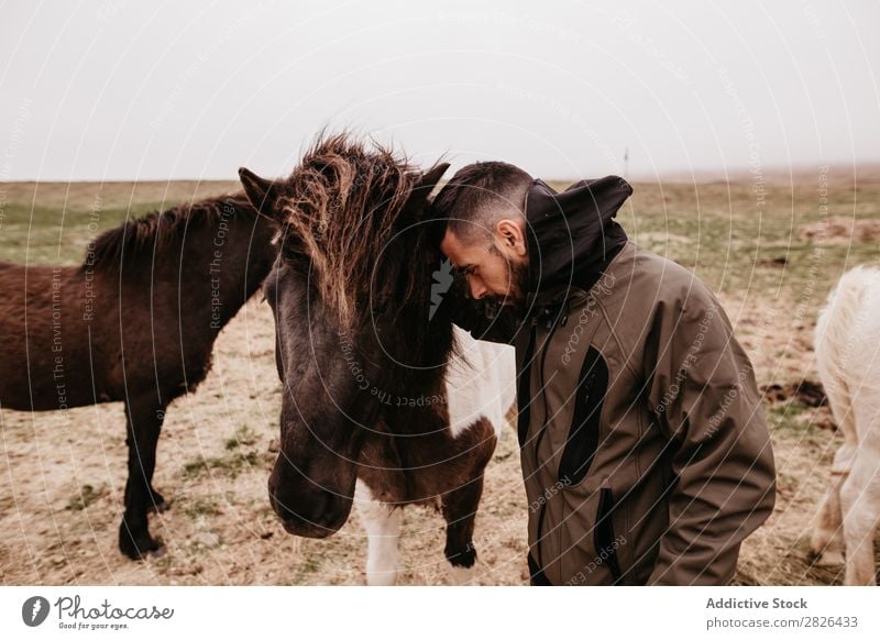 Man leaning on horse Stroke Horse Iceland tenderness caring breeding Landscape Agriculture Caress Emotions Affection Touch Love Large-scale holdings Nature