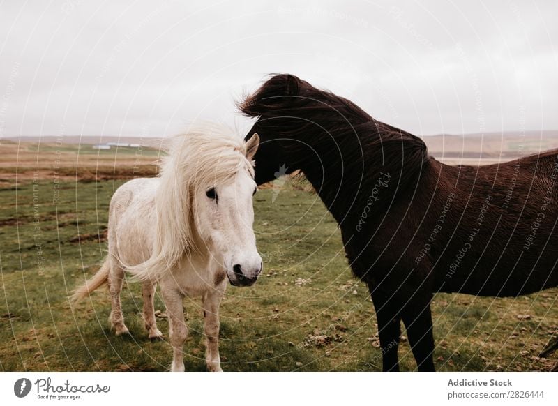 Two beautiful horses on plain Horse Iceland Pasture Wind Landscape Nature tranquil Agriculture equestrian Wilderness Meadow Mammal Field Natural Animal stallion