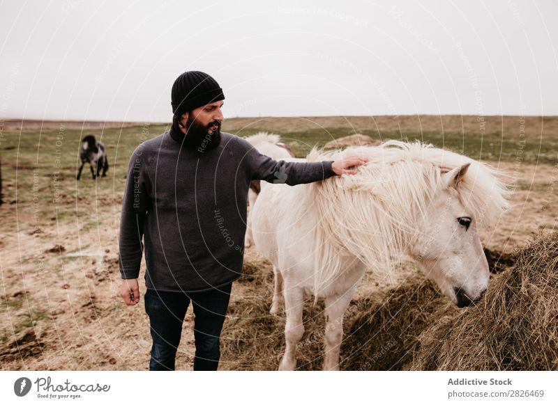 Man stroking icelandic wild horse Stroke Horse Iceland caring breeding Large-scale holdings Agriculture Caress Landscape Emotions Affection Touch Love Nature