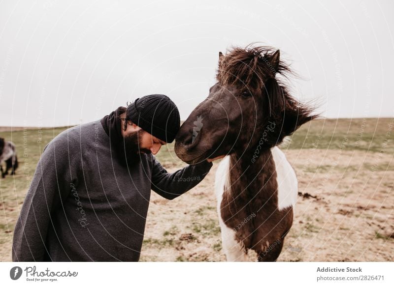 Man stroking icelandic wild horse Stroke Horse Iceland caring breeding Large-scale holdings Agriculture Caress Landscape Emotions Affection Touch Love Nature