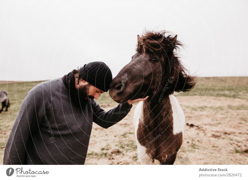 Man stroking icelandic wild horse Stroke Horse Iceland caring breeding Large-scale holdings Agriculture Caress Landscape Emotions Affection Touch Love Nature