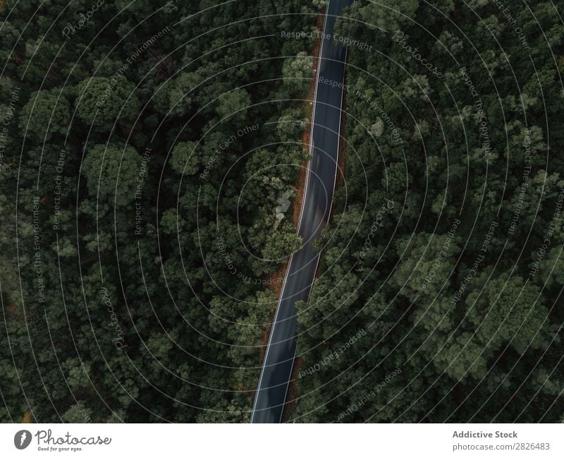 Aerial view of a road crossing a forest Aircraft Aerial photograph airborne Alpine Autumn Autumnal Beautiful bird eye coniferous Day Drone Ecological ecosystem