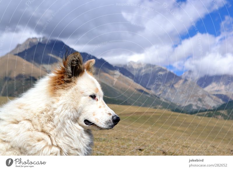 companion Sky Clouds Rock Mountain High mountain region Peak Dog Animal face Dog's snout Dog's head Pelt Adventure Loneliness Freedom Nature Puppydog eyes