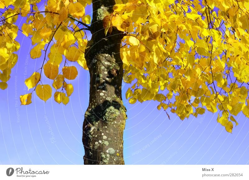 Yellow lime Nature Autumn Tree Leaf Illuminate Autumnal colours Autumn leaves Blue sky Tree trunk Lime tree Lime leaf Contrast Colour photo Multicoloured