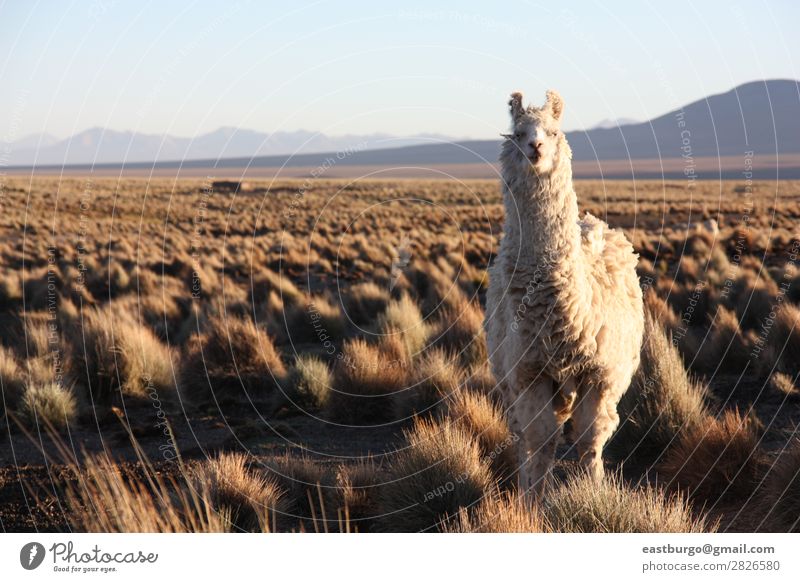 Bolivian Llama on Altiplano Animal Farm animal 1 Feeding Copy Space Copy Space left Alpaca Mountain Agriculture Andes Autumn Loneliness Self-confident Pride