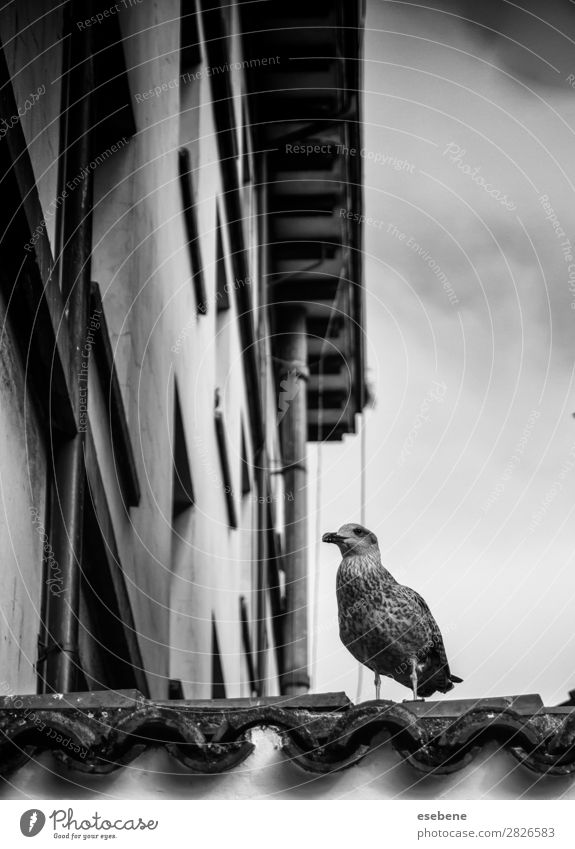 Seagull perched on a house Beautiful Freedom Summer Beach Ocean Nature Landscape Animal Sky Coast Bird Wing Flying Stand Bright Funny Natural Wild Blue White