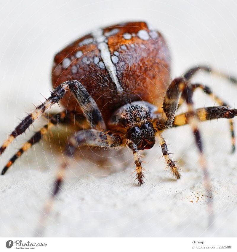 Am I crazy? Environment Animal Wild animal Spider Animal face Cross spider 1 Crucifix Observe To feed Crawl Sit Aggression Disgust Creepy Hideous Near Brown