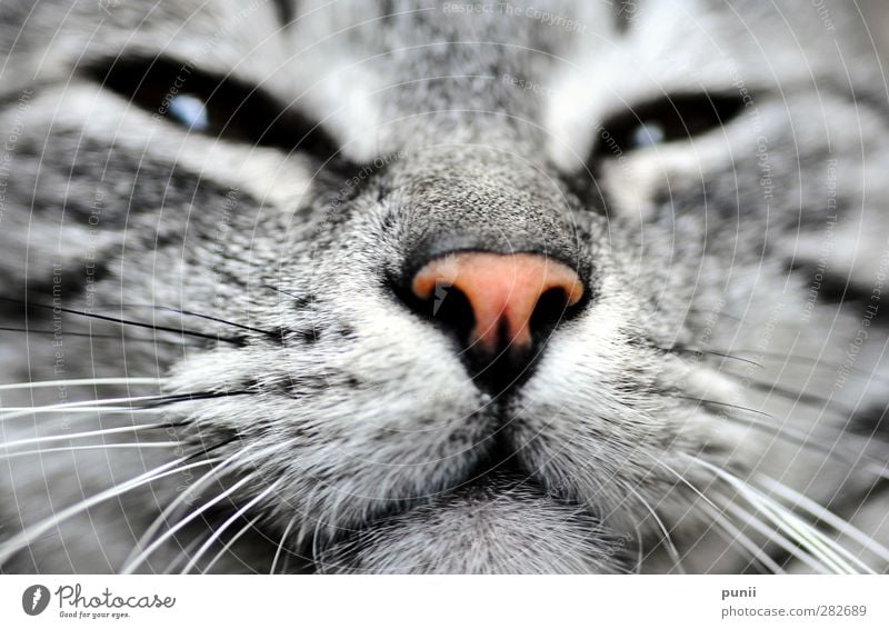 hear me scream! Nature Animal 1 Lie Esthetic Exceptional naturally Yellow Black Colour photo Day Light Shadow Contrast Animal portrait Looking away Fatigue