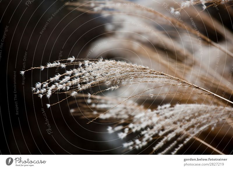 caressed by the light Nature Plant Grass Foliage plant Touch Relaxation Fragrance Clean Soft Brown Gold Black White Moody Contentment Joie de vivre (Vitality)