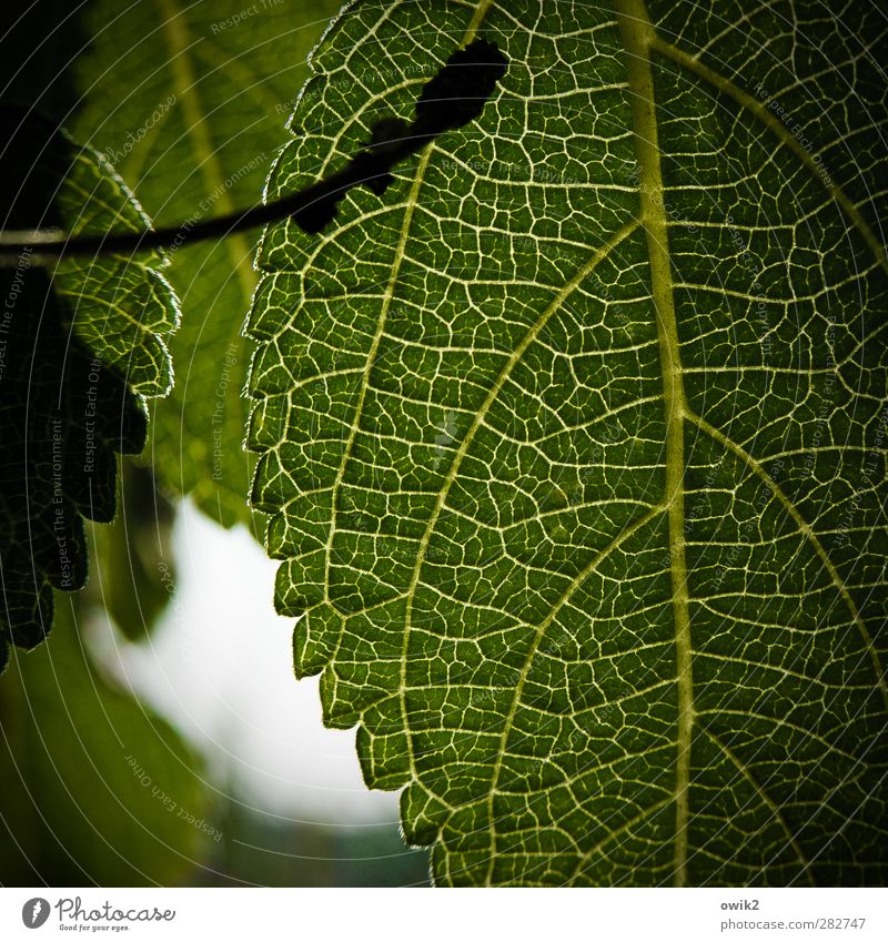 lifelines Environment Nature Plant Leaf Foliage plant Near Green Colour photo Close-up Detail Macro (Extreme close-up) Pattern Structures and shapes Deserted