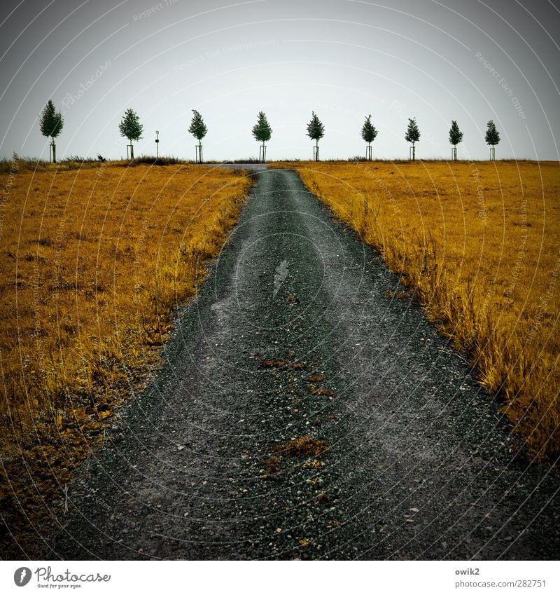 stand on one's trellis Environment Nature Sky Clouds Horizon Lanes & trails Stand Growth Tree Grass Copy Space Vignetting Cordon Plant Plantlet Street