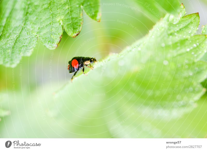 Ladybird excursion Summer Leaf Animal Farm animal Wild animal Beetle 1 Crawl Small Green Red Black Macro (Extreme close-up) Landscape format Close-up Rain