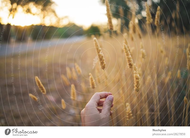 Hand holding field flower on the field Beautiful Summer Sun Garden Woman Adults Nature Plant Sky Spring Tree Flower Grass Meadow Fresh Bright Natural Yellow