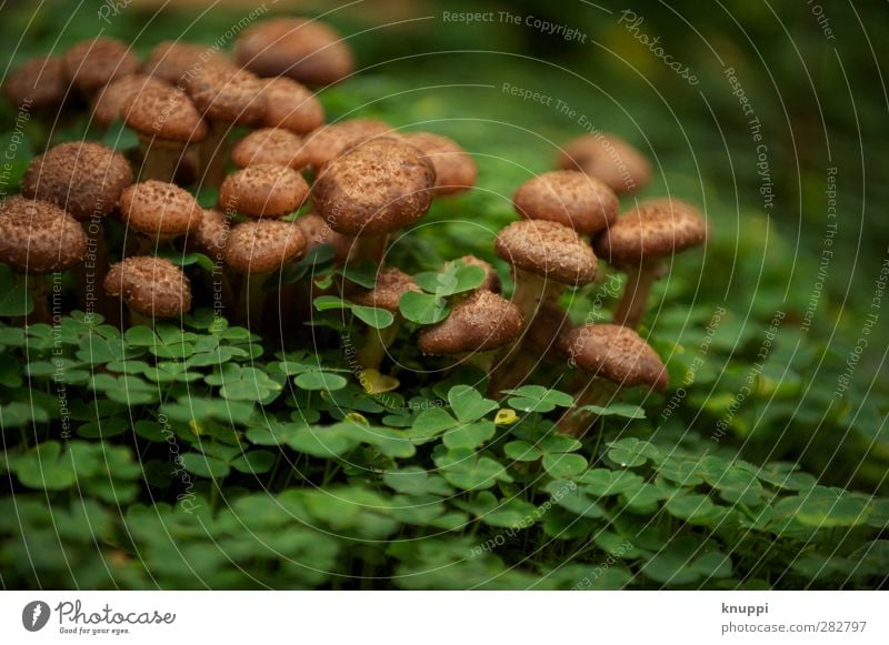 Growing old together Environment Nature Plant Animal Sunrise Sunset Autumn Beautiful weather Warmth Clover Cloverleaf Park Forest Virgin forest Stand Faded