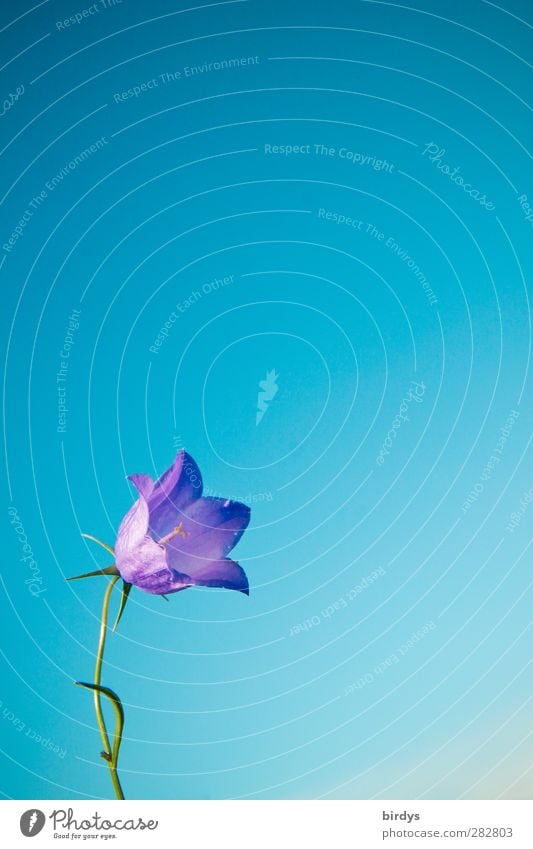 Ringing bells ringing ringing..... Cloudless sky Summer Autumn Flower Bluebell Blossoming Fragrance Esthetic Elegant Friendliness Happiness Positive Beautiful