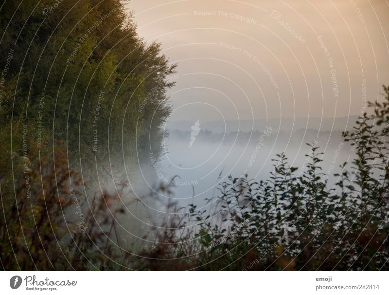 lake Environment Nature Landscape Plant Autumn Fog Tree Bushes Bog Marsh Pond Lake Dark Creepy Wet Mystic Colour photo Exterior shot Deserted Morning Dawn