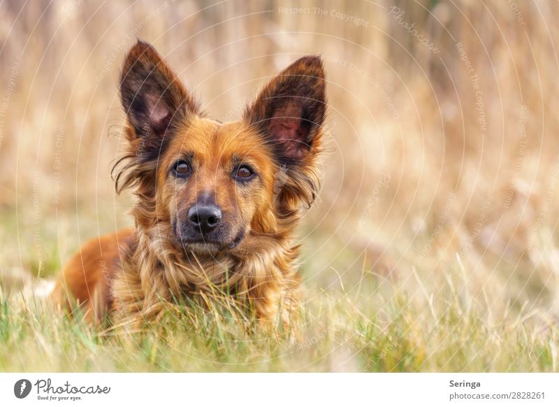 Dachshund on the meadow Animal Pet Dog Animal face 1 Painting (action, work) Dog's snout Puppydog eyes Dog's head Colour photo Multicoloured Exterior shot