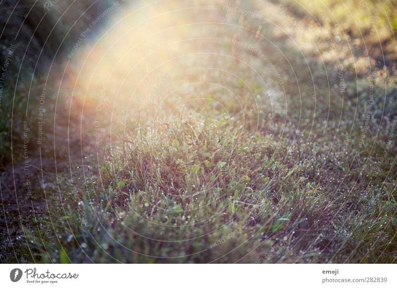 Lens Flare Environment Nature Landscape Plant Sun Sunrise Sunset Sunlight Beautiful weather Grass Garden Park Meadow Field Wet Natural Dew Drops of water